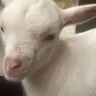 عنز قزمي ابيض
