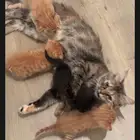 قطة شيرازيه للتبني مع صغارها