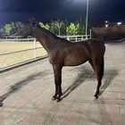 مهر واهو فاخر