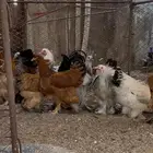 دجاج براهما للبيع