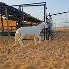 مشروع فحل حري نادر