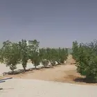 مخيم للاستثمار سنوي