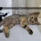 باقي اثنين ذكر و أنثى لتبني