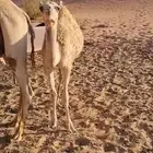 للبيع بكره مهجنه