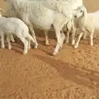خلفات حريات