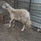 نعجه
