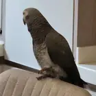 ببغاء كاسكو (تيمنه) للبيع