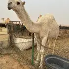 بكره مفروده رمانيه