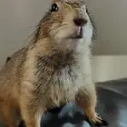 prairie dog كلب الراري