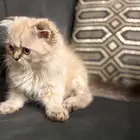 للبيع كتن سكوتش انثى