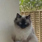 قطه بيرمان للتبني