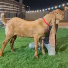فحل هولندي اصفر  نادر لاهل الزين