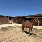 السلام عليكم مهر واهو دم قوي