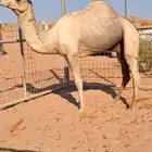 للبيع بعير سوداني مديحي