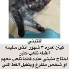 كيتن قطه صغيرة للتبني