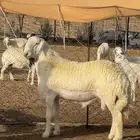 للبيع جذع مشروط صنف الصنف