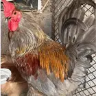دجاج منتج بيض اخضر - الباحة