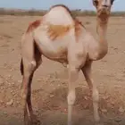 حاشي قعود