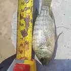 سمك بلطي حي