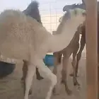 حوار