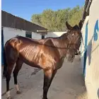 حصان انجليزي للبيع