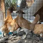 حباحب