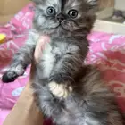 قطة عمرها شهر ونصف