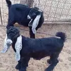 تيوس عوارض