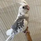 بيع مستعجل للسفر ذكر كروان هولندي منتج