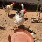 للبيع دجاج لوهمان