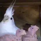 جوز كروان منتج مع فرخين