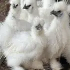 دجاج سلكي ( قطني ) توووب