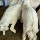 طليان حري