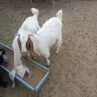 تيوس طيبه الخرج