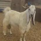 فحل ابيض مطور