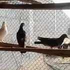 حمام وديوك