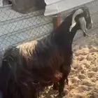 فحل عارضي كفو