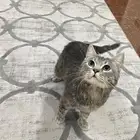 قط سكوتش ستريت بريطاني الدمام حي طيبة((تبني))