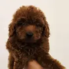 توي بودل براون مستوى عالي