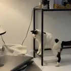 قط مفقود ياليت اللي يشوفه يتواصل معاي