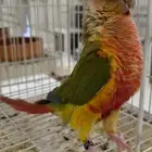 للبيع ذكر كنيور