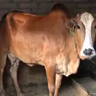 بقرة بلدي فاخرة