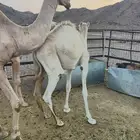 للبيع حاشي العمر 10 شهور على الحليب