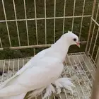 فرخ حمام صنعاوي كرست ومسرول للبيع
