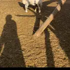 شاه حريه صنف