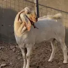 تيس فحل فاخر بيشي مطور