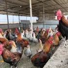 للبيع ديك ودجاج