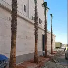 نخل واشنطني نخل عربي