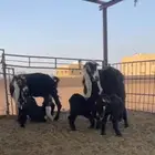 معزاء خلفات