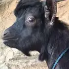 ماعز قزم تيس للبيع